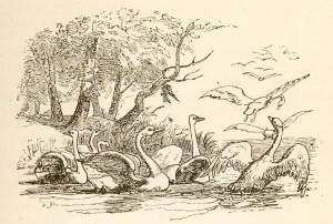 Лебединое гнездо